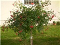 ruža stablašica